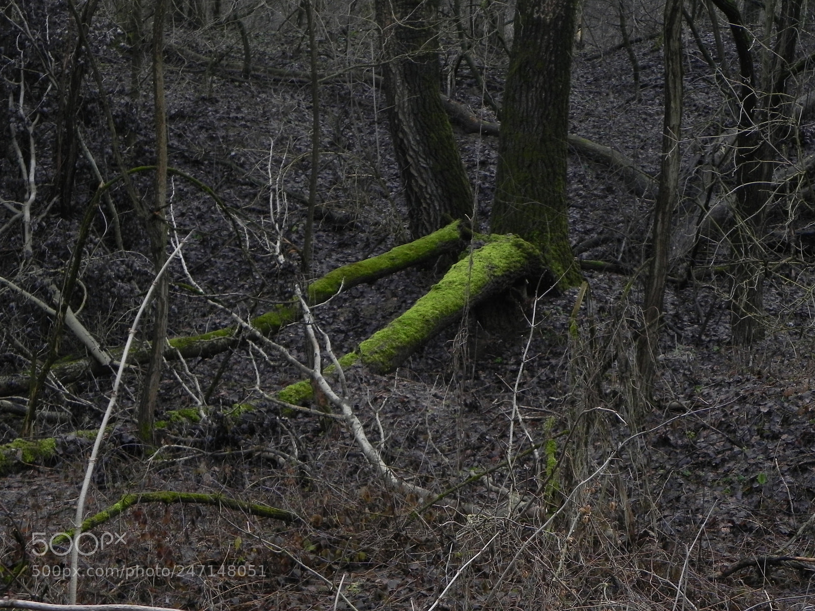 Nikon Coolpix P100 sample photo. I've got green legs photography