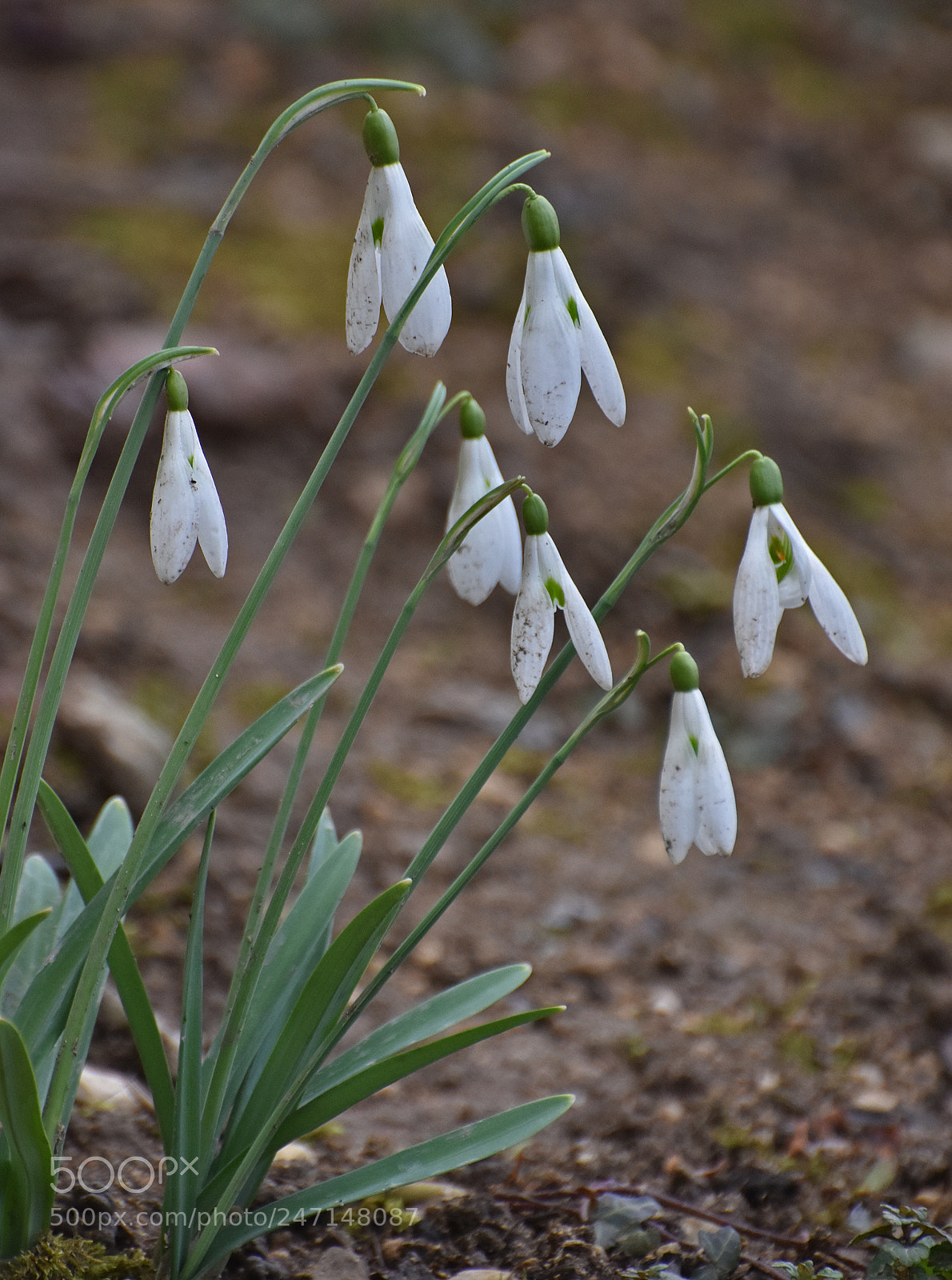 Nikon D7200 sample photo. Dirty snowdrops photography
