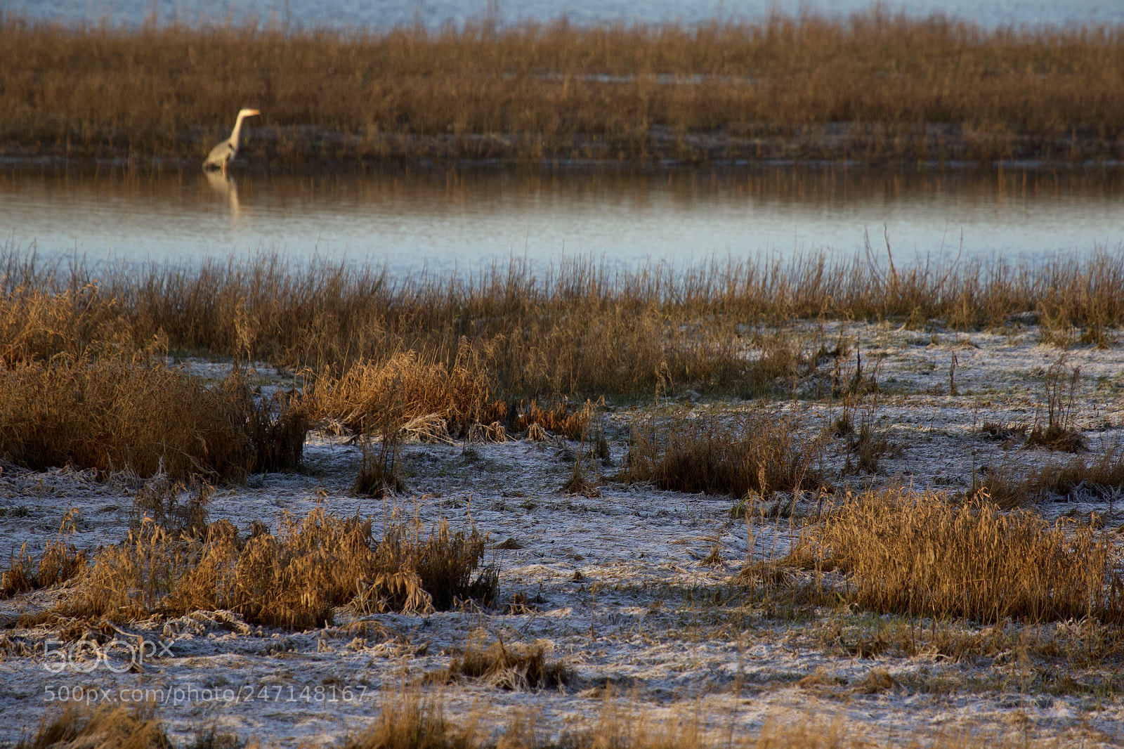 Canon EOS 7D Mark II sample photo. Frosty meadow and riker photography