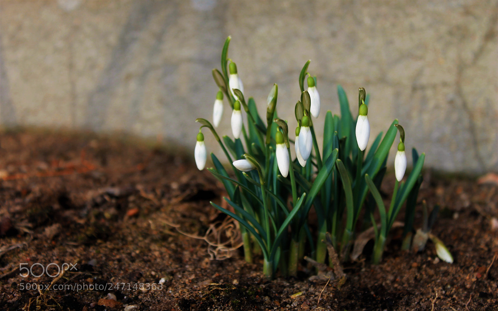 Canon EOS 1100D (EOS Rebel T3 / EOS Kiss X50) sample photo. Spring feeling photography