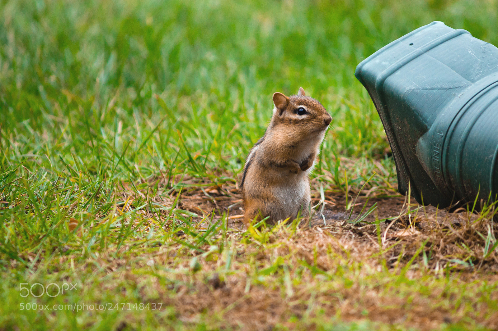 Canon EOS 550D (EOS Rebel T2i / EOS Kiss X4) sample photo. Unsure chipmunk photography