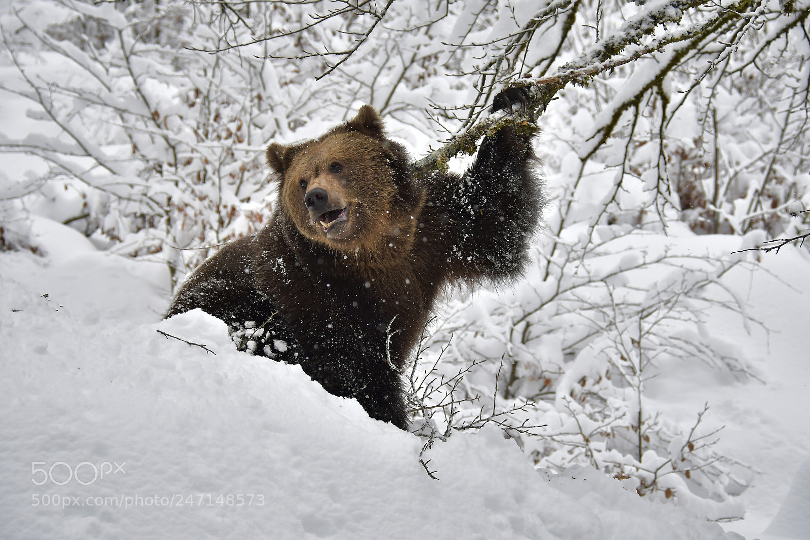 Nikon D500 sample photo. Yogi bear photography