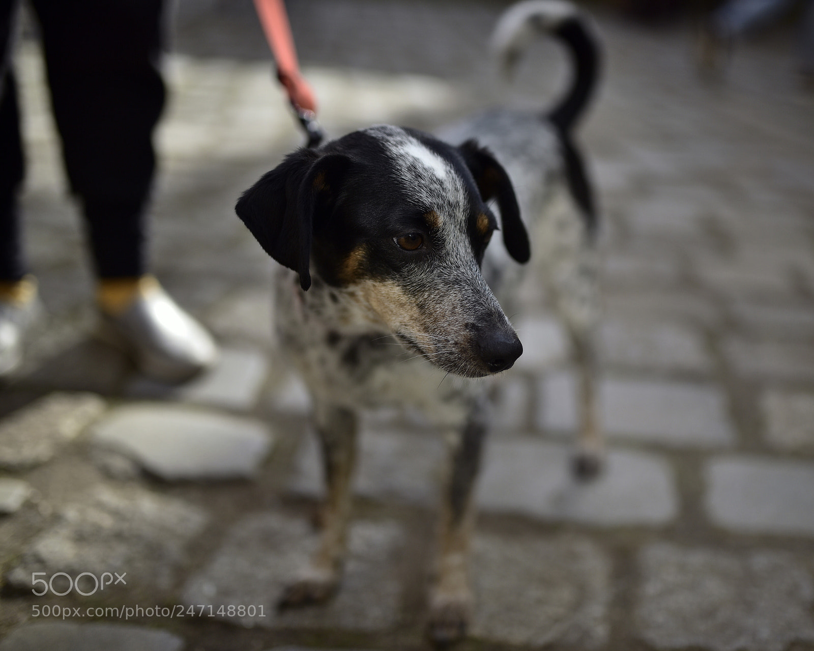 Sigma 35mm F1.4 DG HSM Art sample photo. Dsc photography