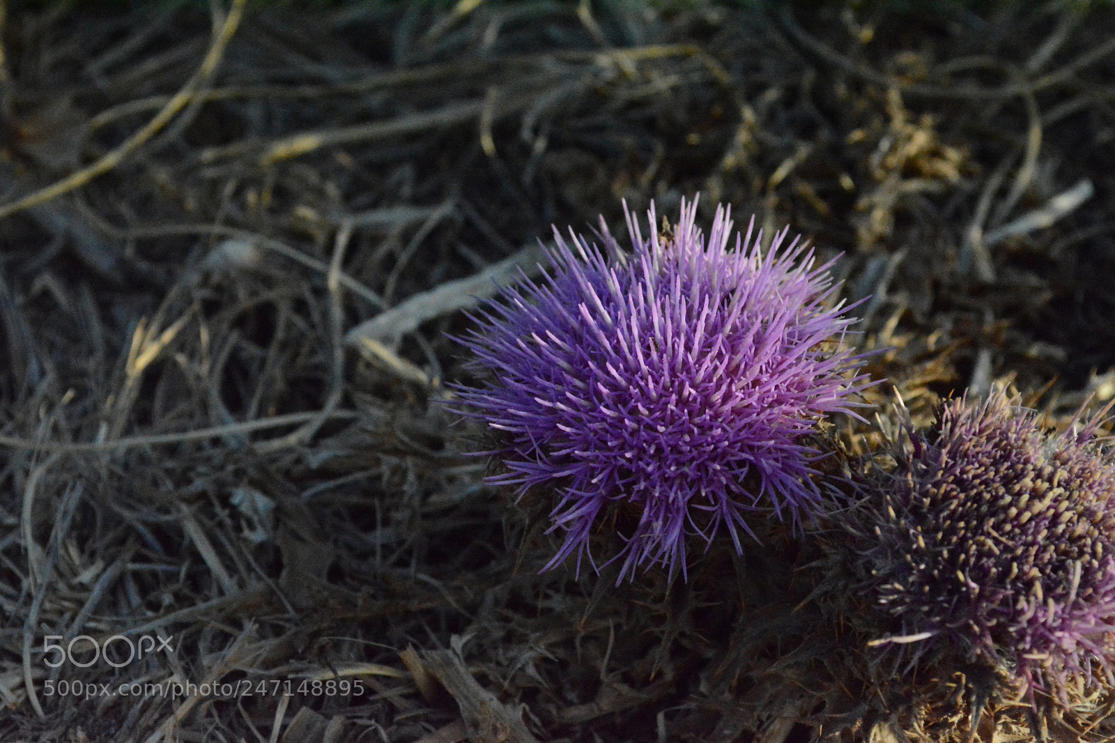 Nikon D5200 sample photo. Purple spike photography