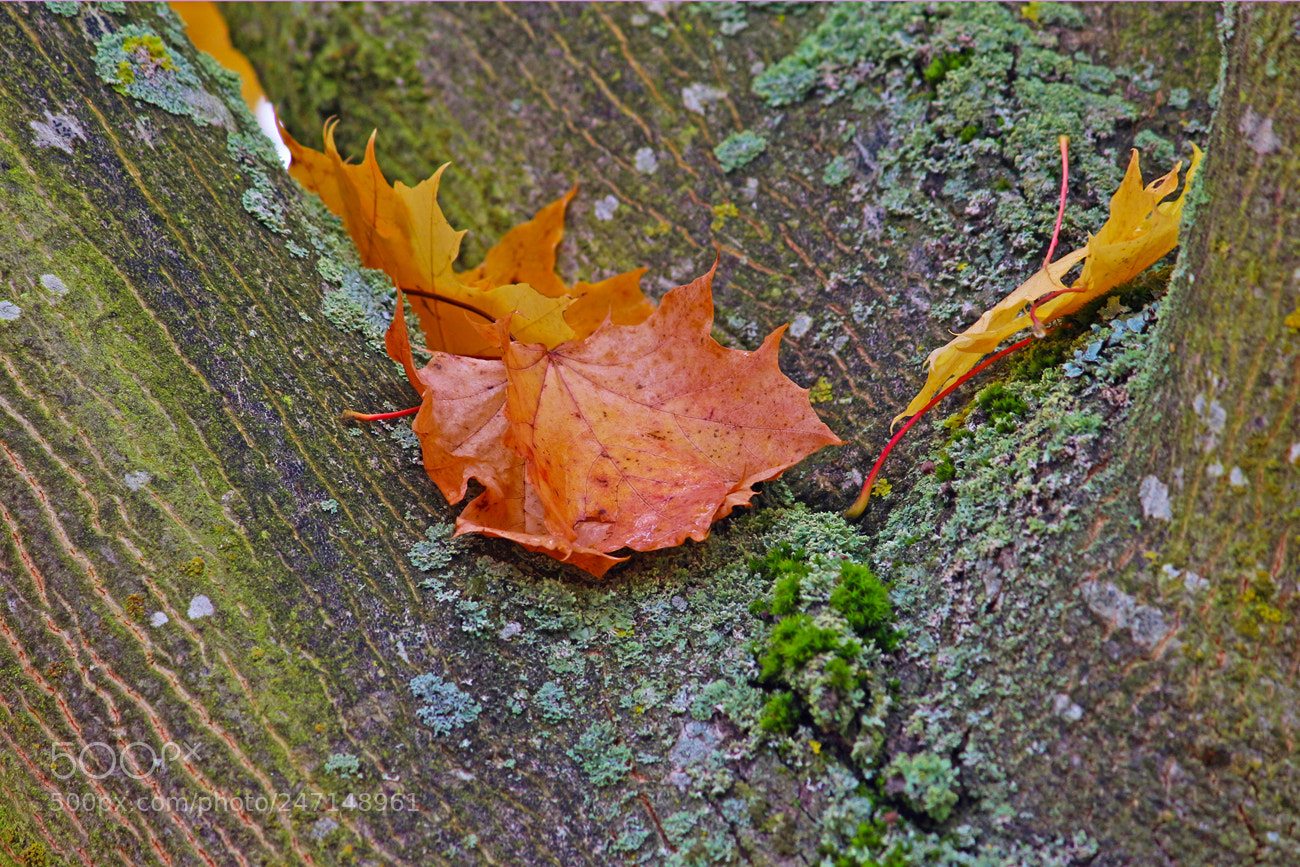 Canon EOS 100D (EOS Rebel SL1 / EOS Kiss X7) sample photo. Autumn leaves photography