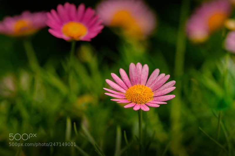 Nikon D7200 sample photo. Stand alone photography