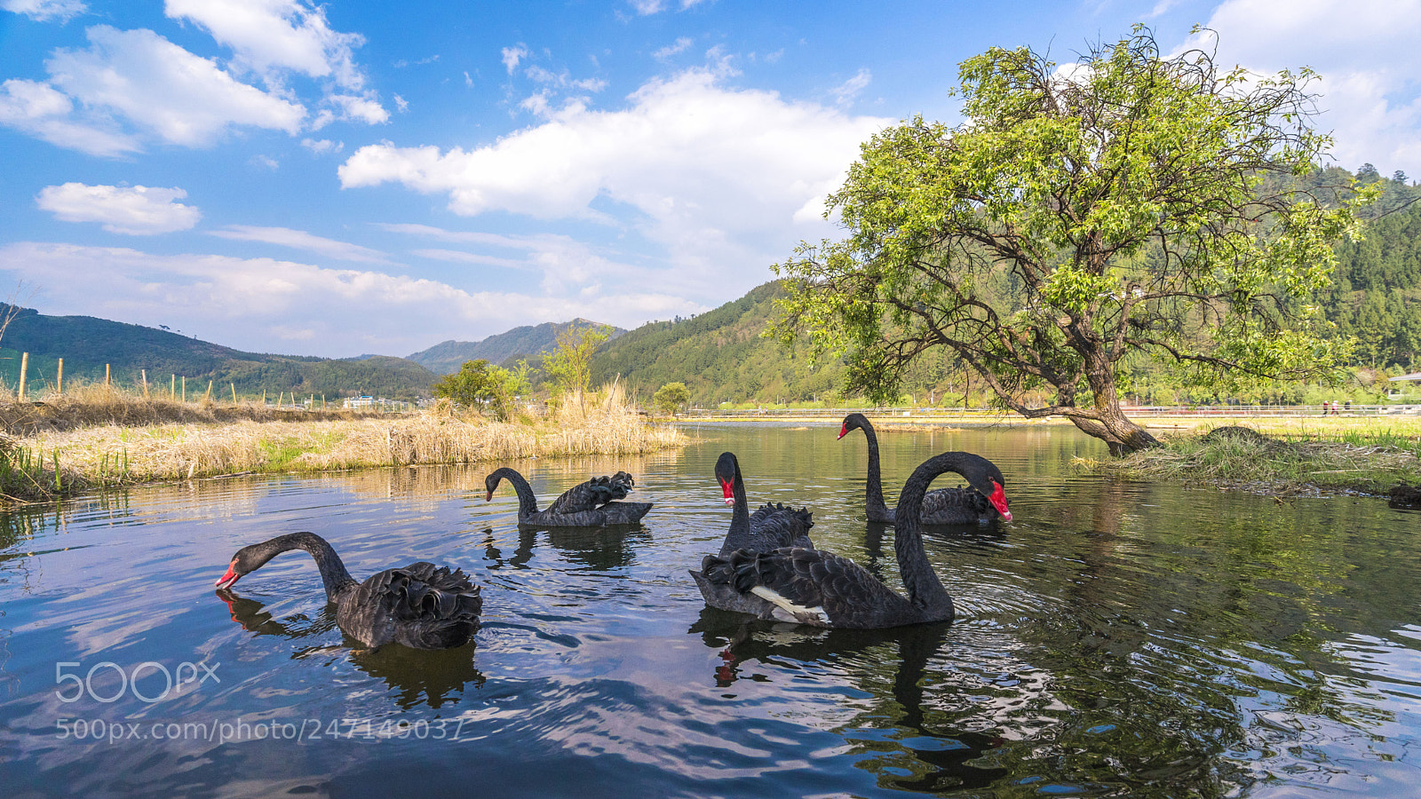 Sony a7 II sample photo. 腾冲湿地 photography