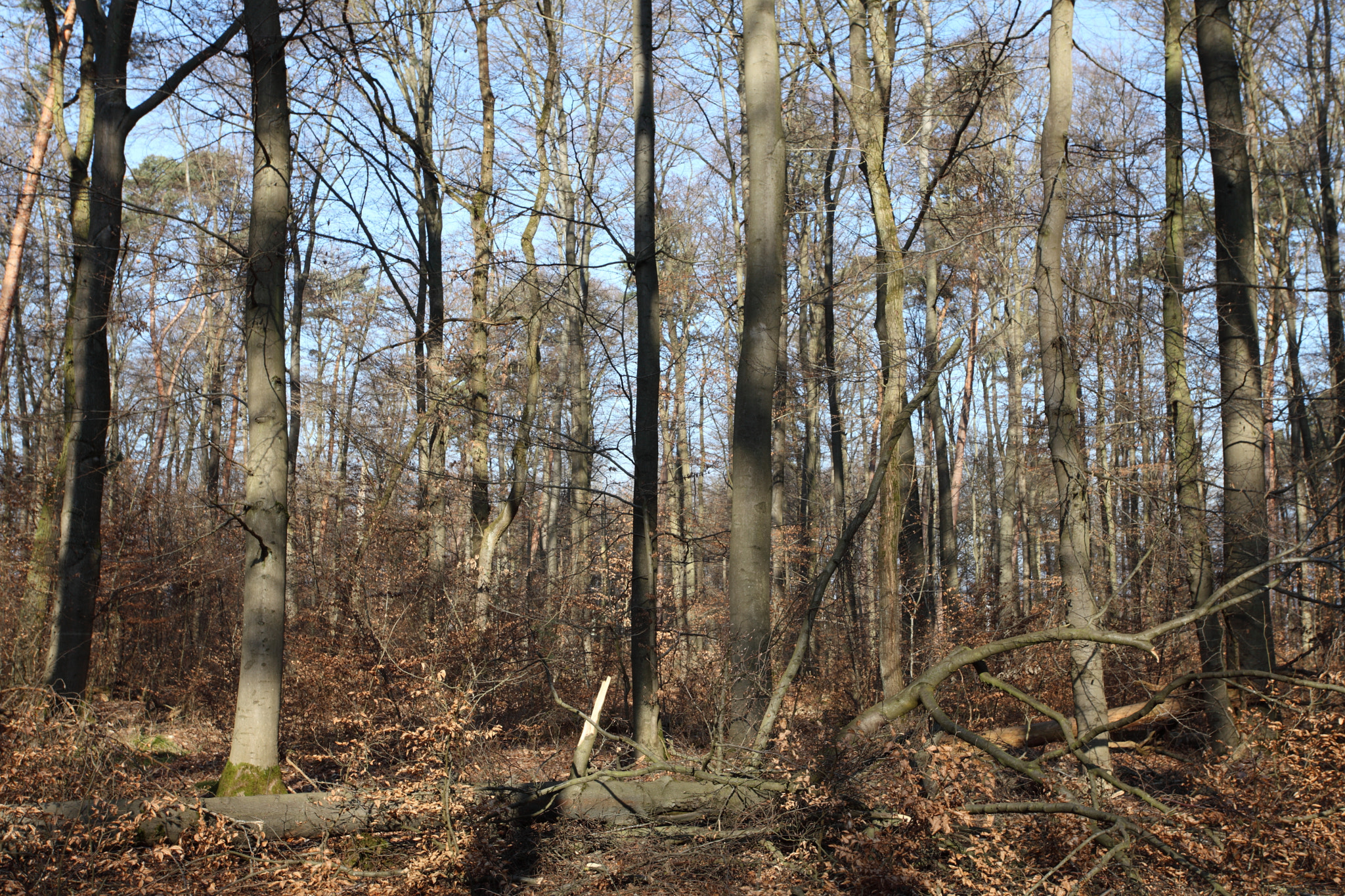 Canon EF 17-40mm F4L USM sample photo. The forest photography
