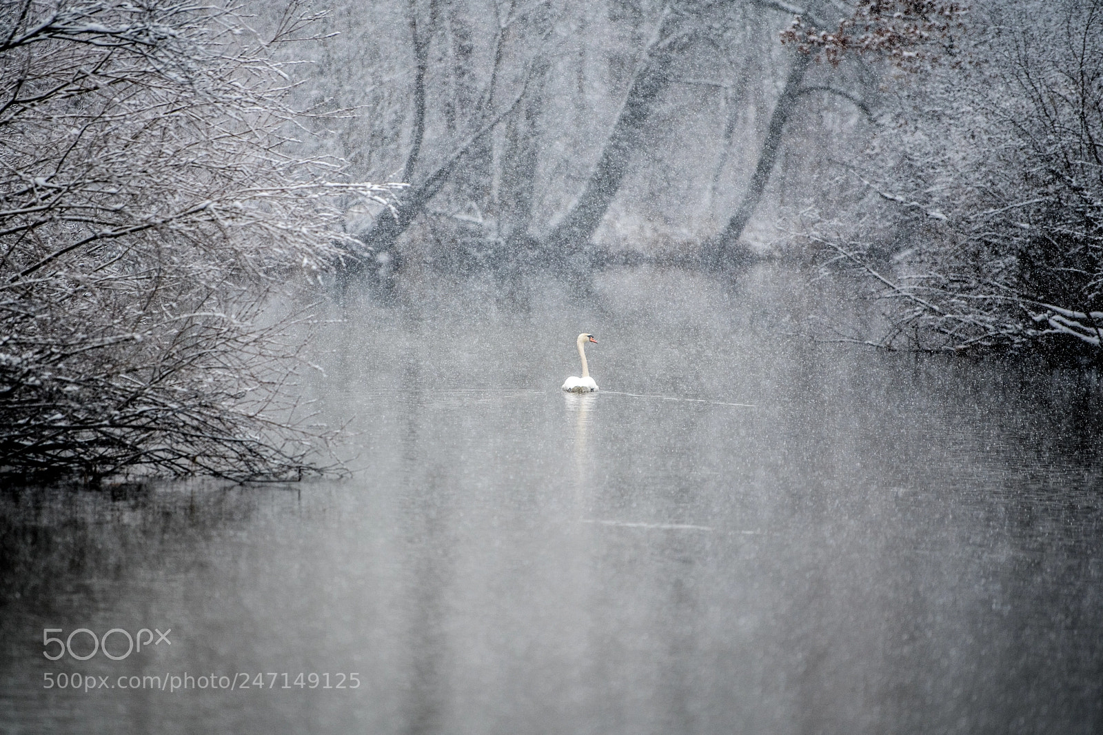 Nikon D850 sample photo. The swan and the photography