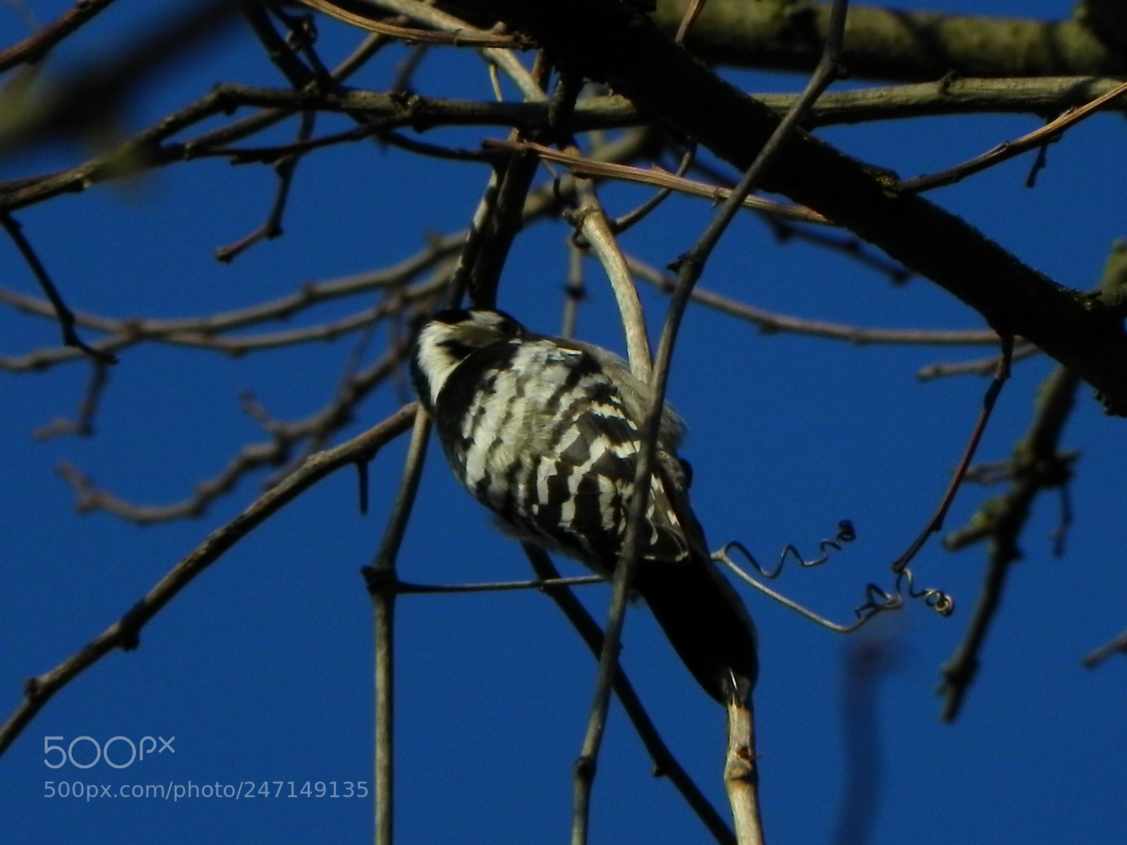 Nikon Coolpix P100 sample photo. White-backed woodpecker photography