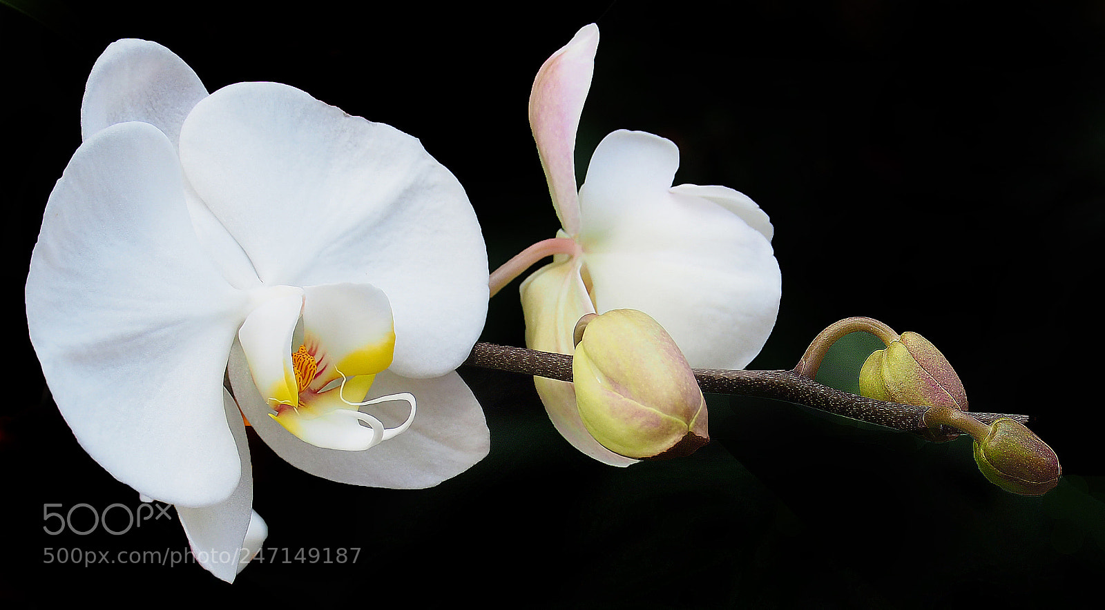 Olympus OM-D E-M10 II sample photo. Why white? photography