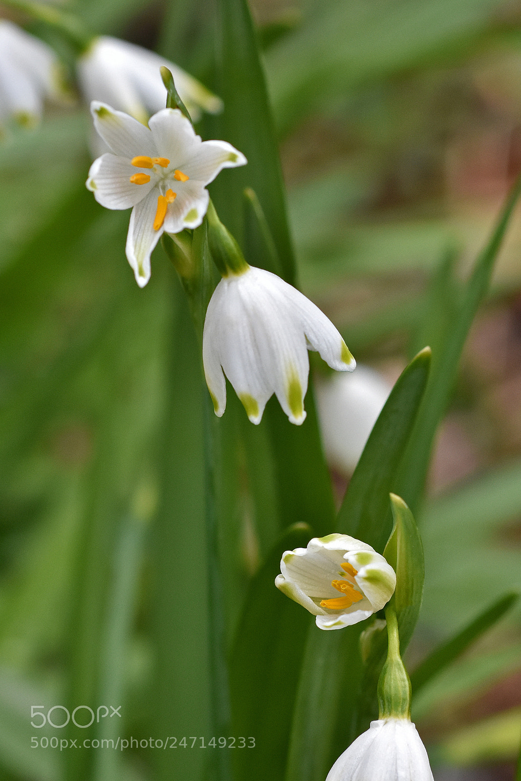 Nikon D7200 sample photo. Cascade of snowdrops photography