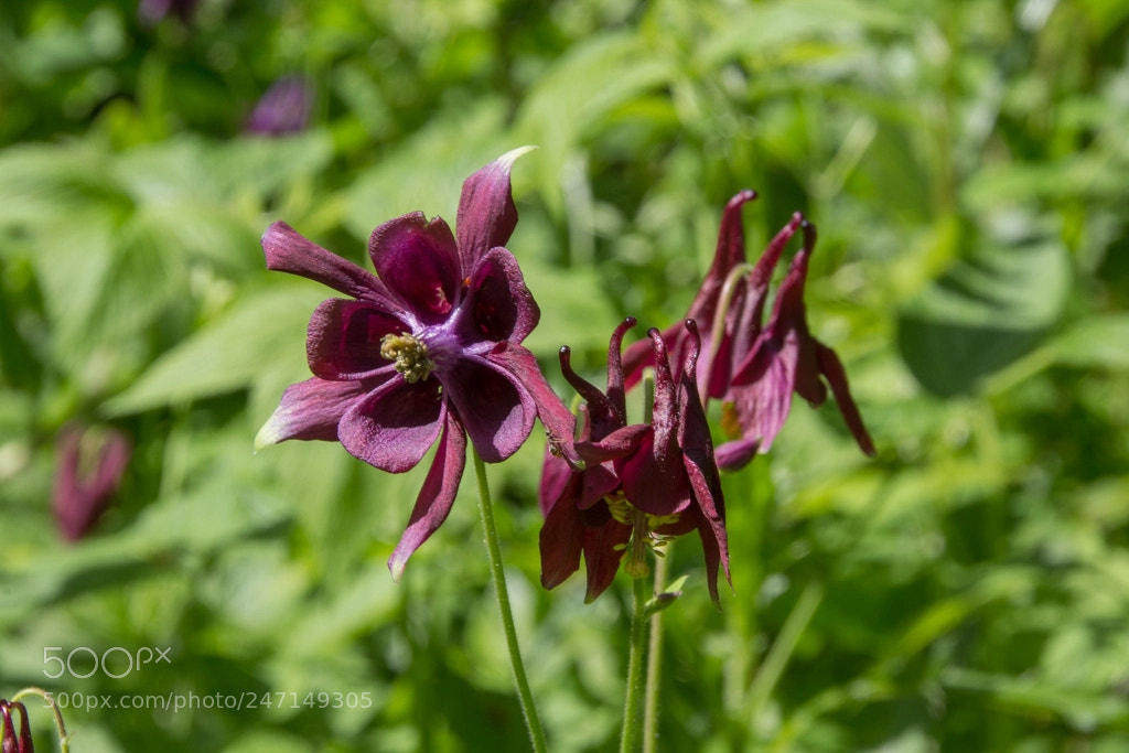 Canon EOS 1200D (EOS Rebel T5 / EOS Kiss X70 / EOS Hi) sample photo. Columbine photography
