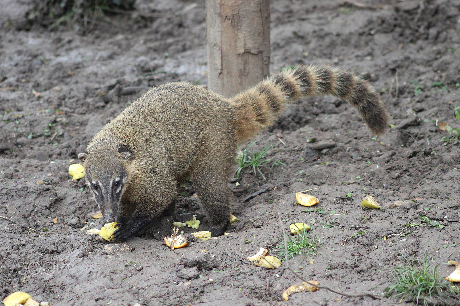 EF75-300mm f/4-5.6 sample photo. Coati photography