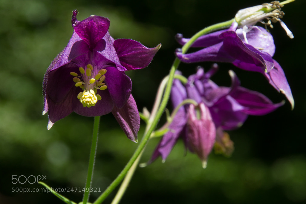 Canon EOS 1200D (EOS Rebel T5 / EOS Kiss X70 / EOS Hi) sample photo. Columbine photography