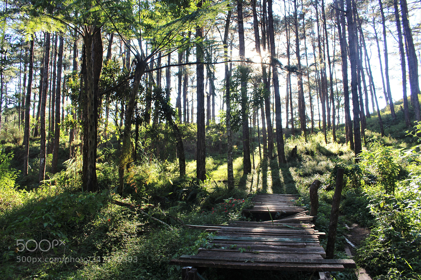 Canon EOS 100D (EOS Rebel SL1 / EOS Kiss X7) sample photo. Pine woods photography