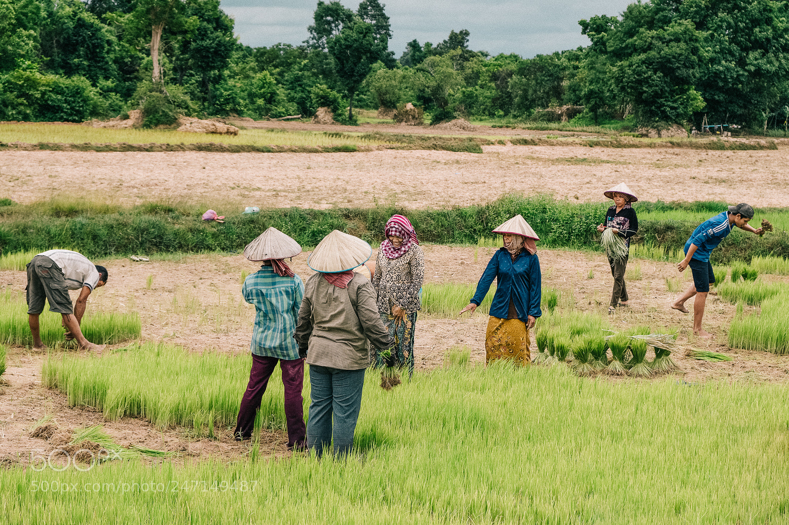 Fujifilm X-T2 sample photo. Rice harvesters photography