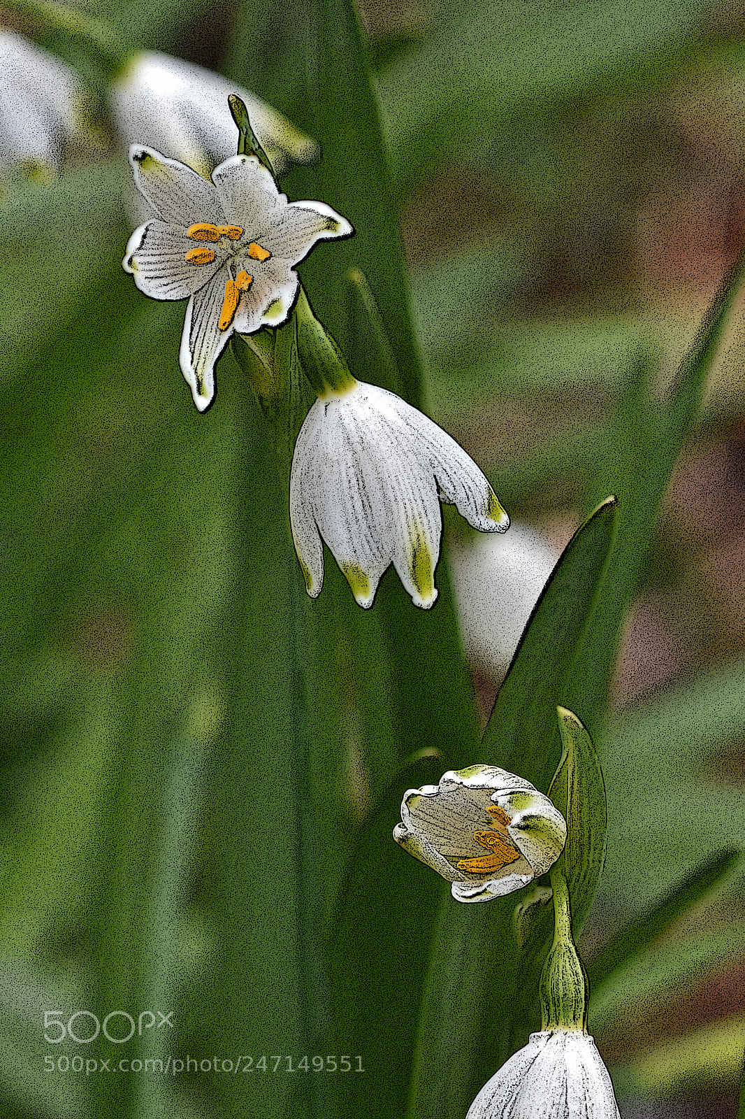 Nikon D7200 sample photo. Cascade of snowdrops photography