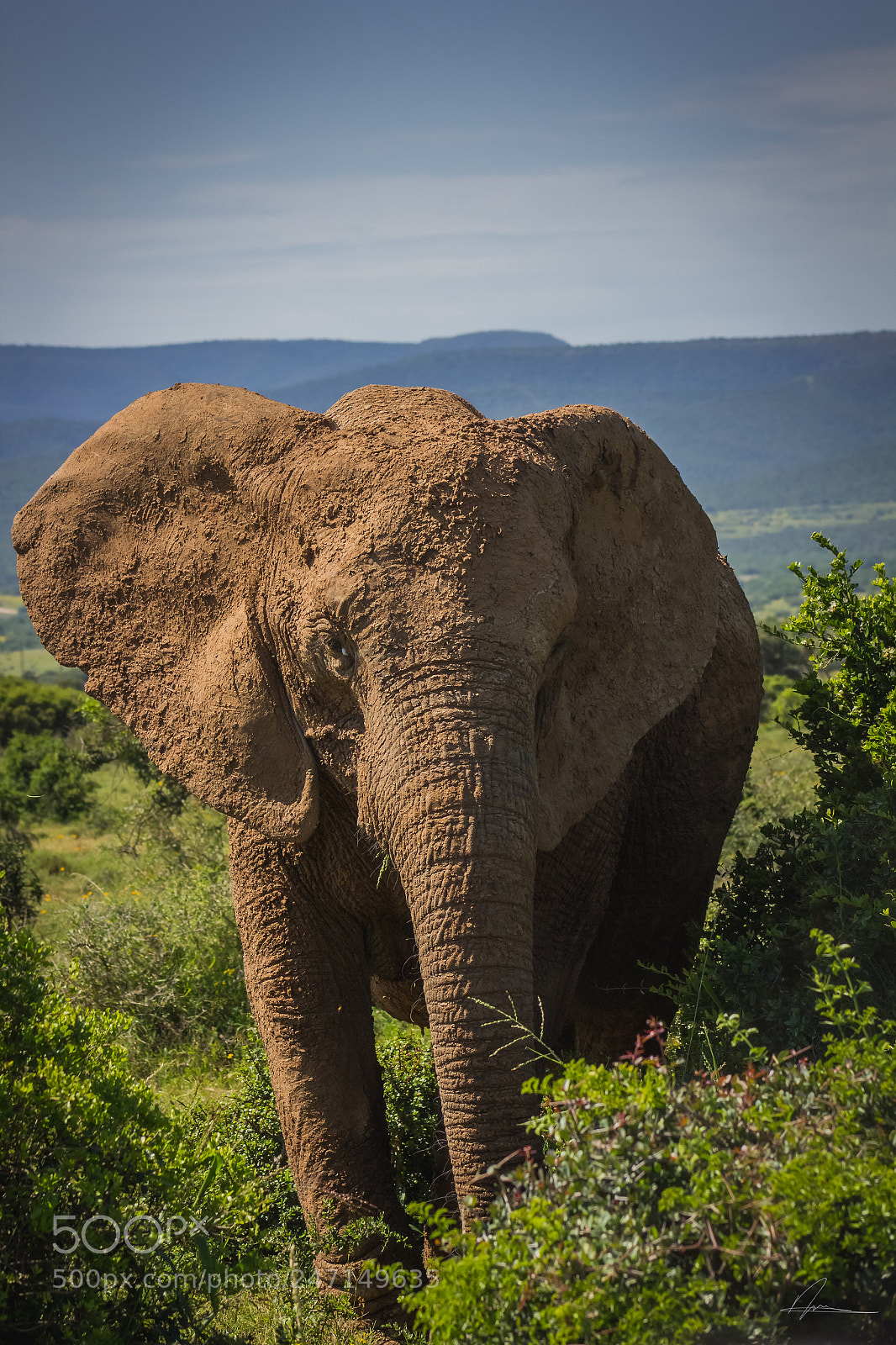 Canon EOS 550D (EOS Rebel T2i / EOS Kiss X4) sample photo. Elephant photography