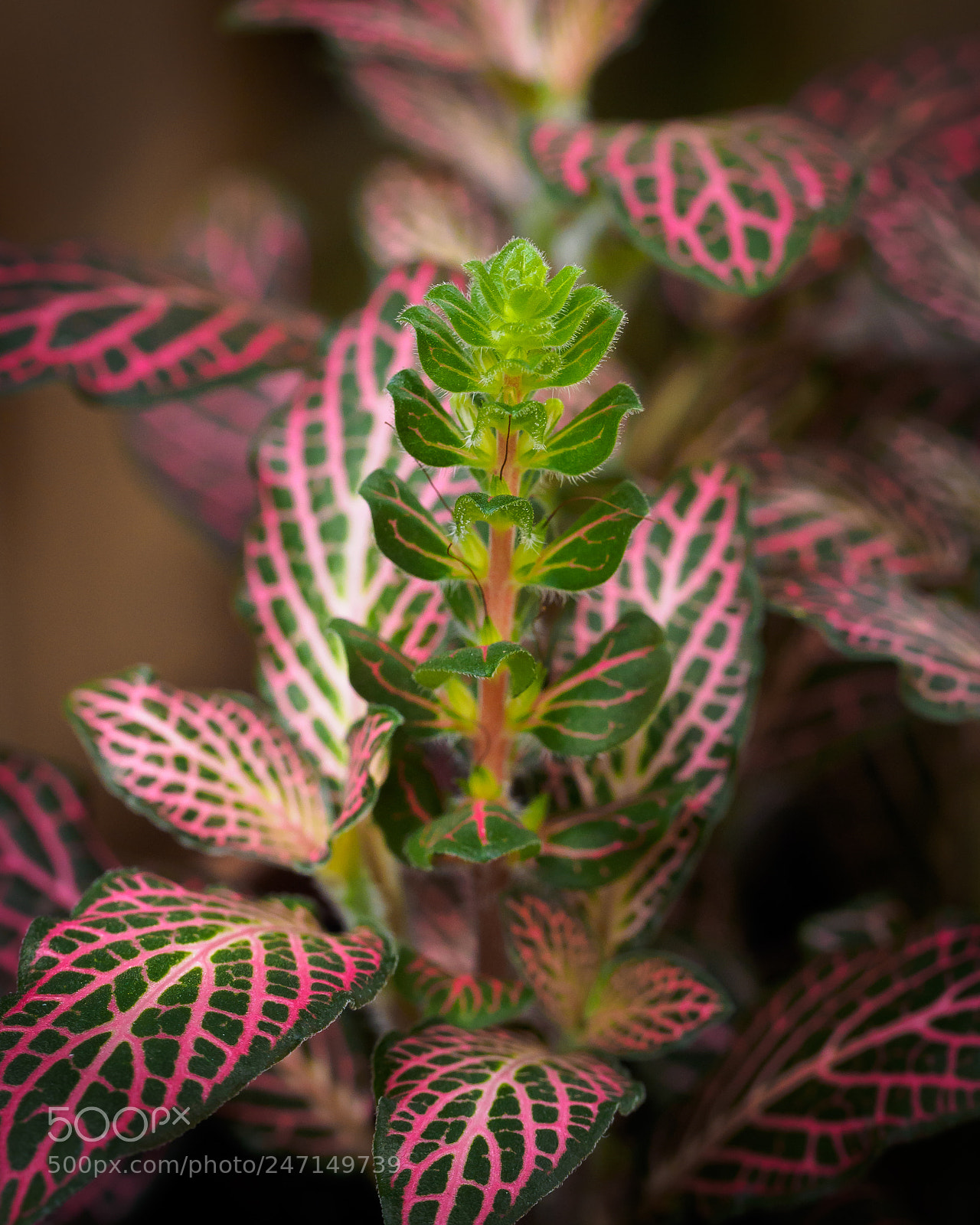 Olympus OM-D E-M1 sample photo. Fittonia sp. photography