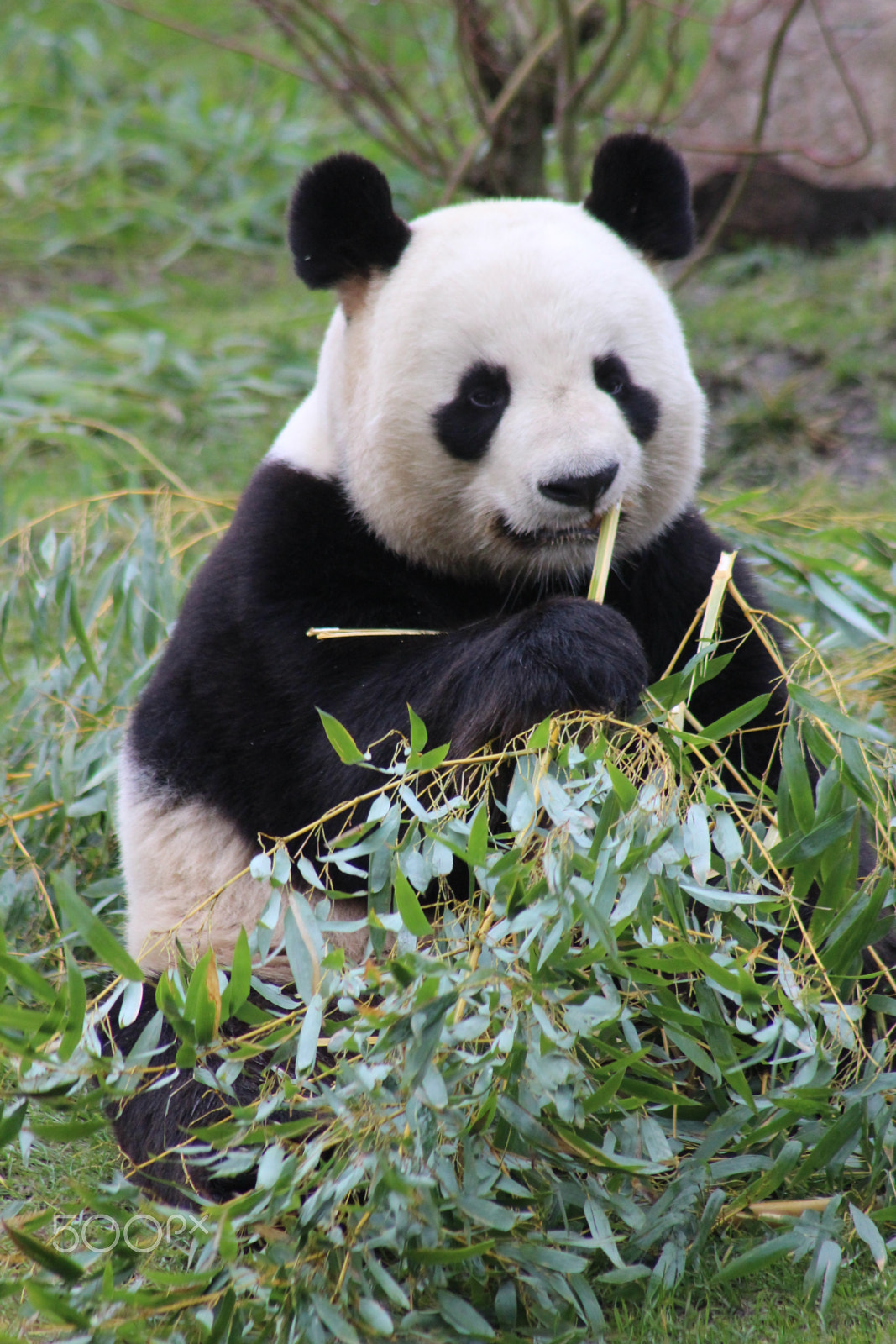 EF75-300mm f/4-5.6 sample photo. Yuan zi panda mâle photography