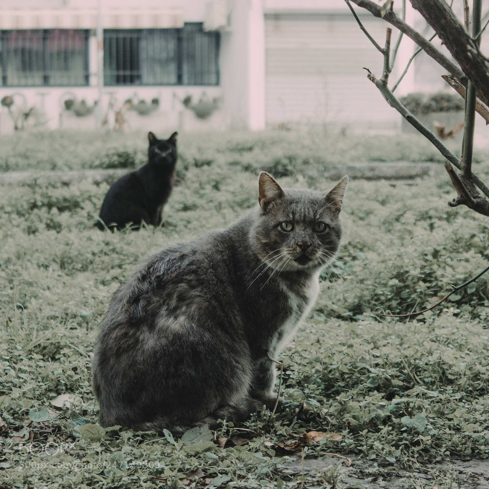 Canon EOS 600D (Rebel EOS T3i / EOS Kiss X5) sample photo. Street cat photography
