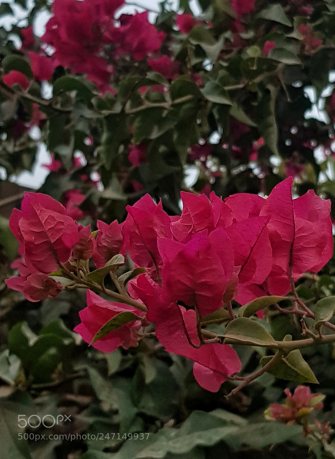 Samsung Galaxy S8 sample photo. Untitled photography
