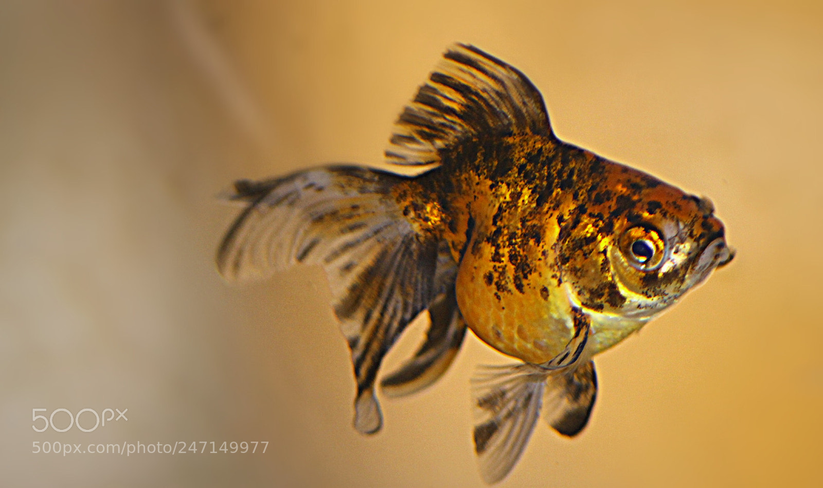 Canon EOS 1100D (EOS Rebel T3 / EOS Kiss X50) sample photo. Another fish photography