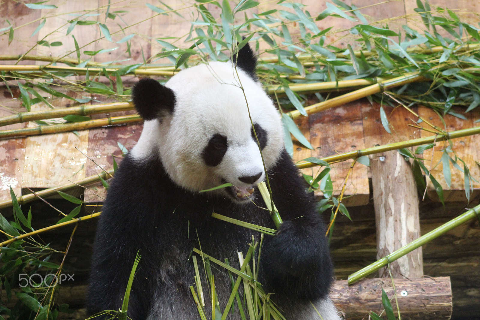 Canon EOS 1300D (EOS Rebel T6 / EOS Kiss X80) + EF75-300mm f/4-5.6 sample photo. Panda femelle huan huan photography