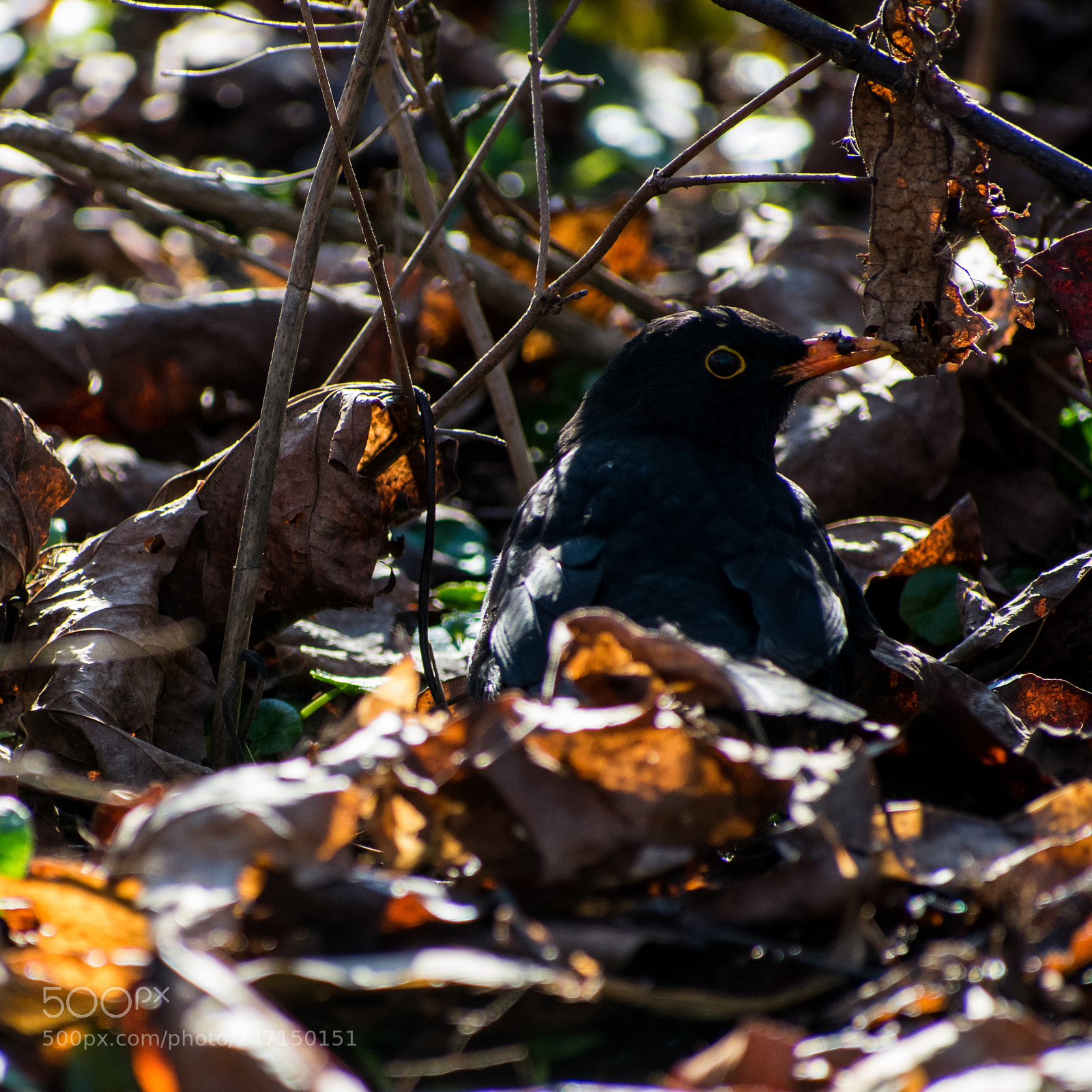Nikon D3400 sample photo. Scavenger photography