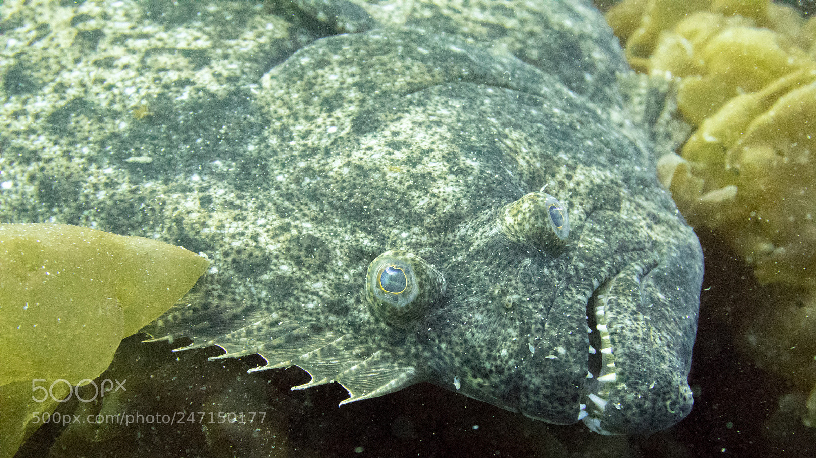 Canon PowerShot G7 X Mark II sample photo. Flounder photography
