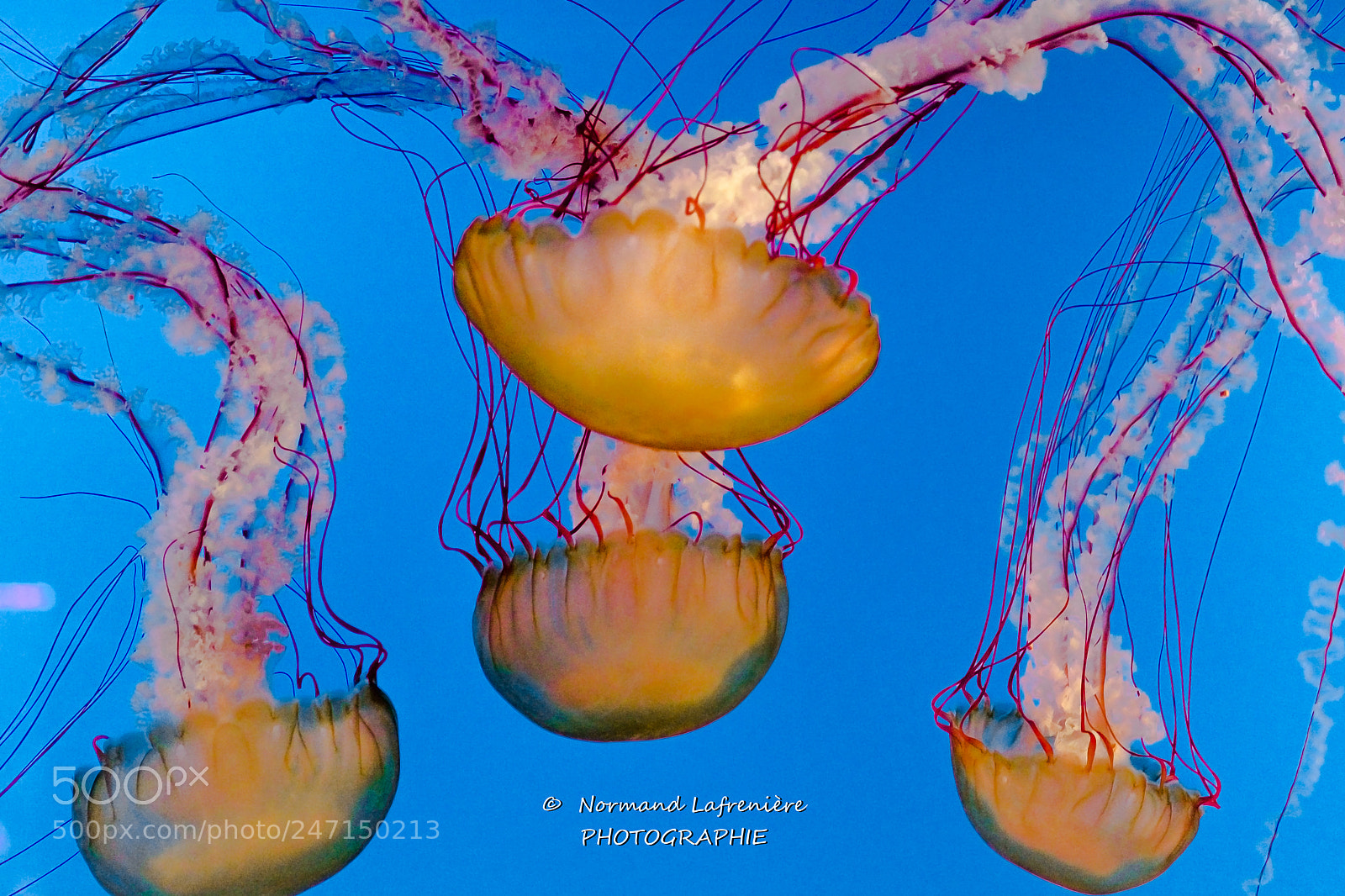 Nikon D7200 sample photo. M duse chrysaora pacifique photography