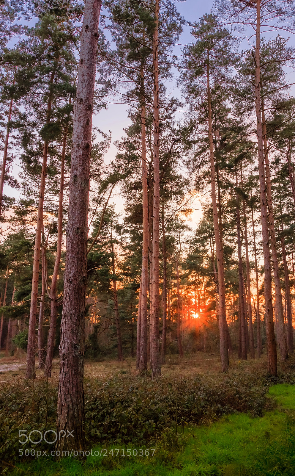 Canon EOS 600D (Rebel EOS T3i / EOS Kiss X5) sample photo. Woodland sunset photography