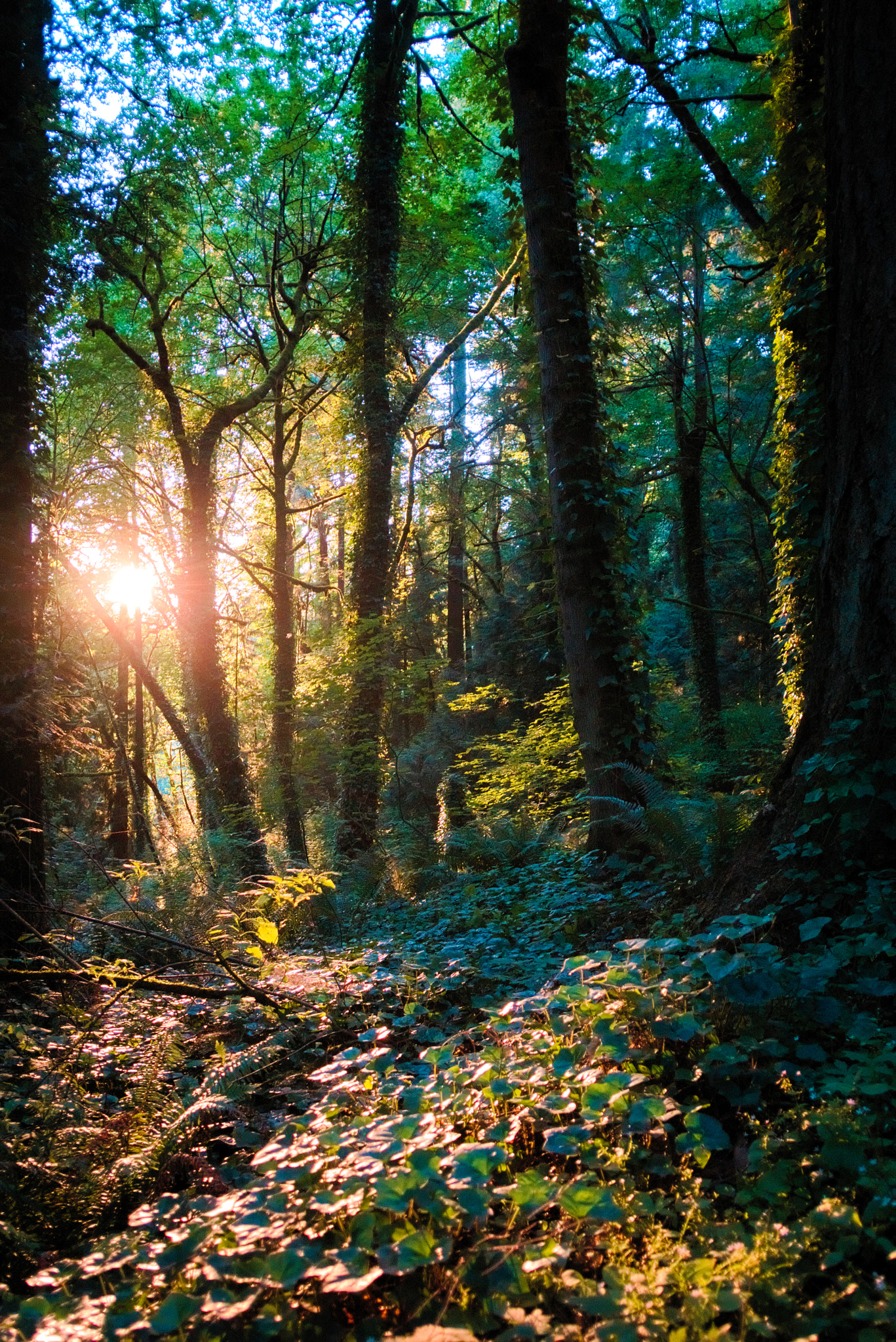Sony a6000 + Sigma 19mm F2.8 EX DN sample photo. Tryon state park photography