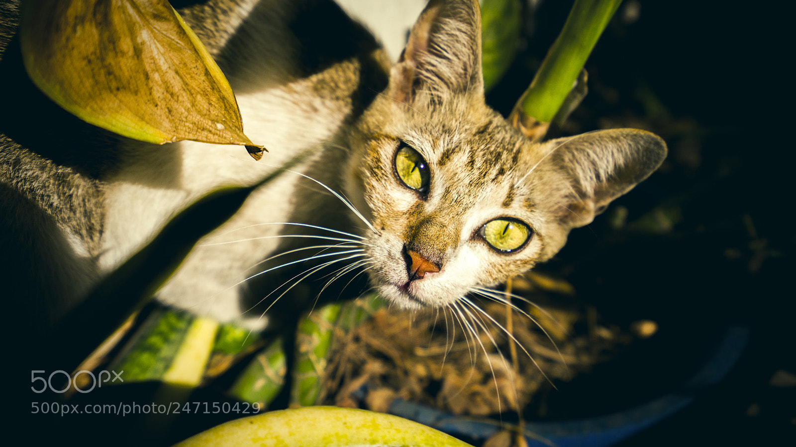 Sony a7 II sample photo. 你瞅啥 photography