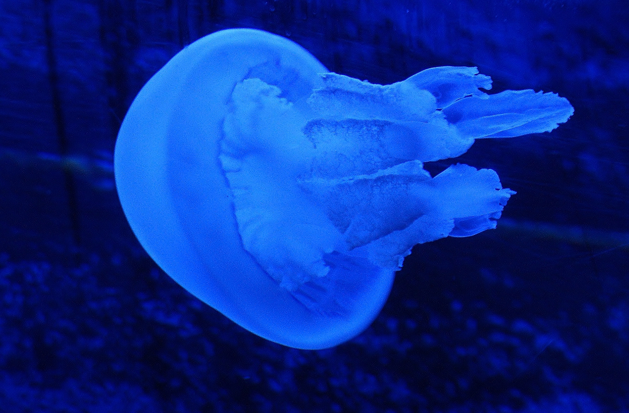 Sony DT 18-70mm F3.5-5.6 sample photo. Méduse photography