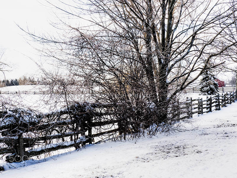 Olympus OM-D E-M1 sample photo. Coated with ice photography