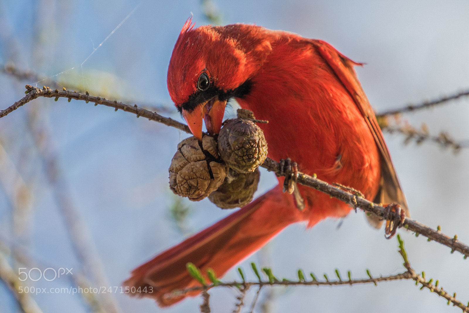 Canon EOS 7D Mark II sample photo. Northern cardinal photography