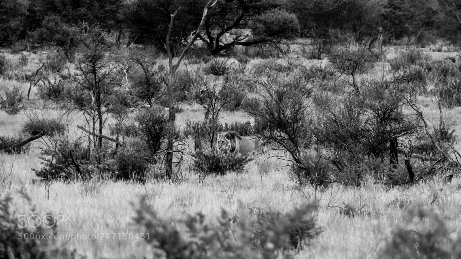 Canon EOS 7D Mark II sample photo. Camouflaged king photography