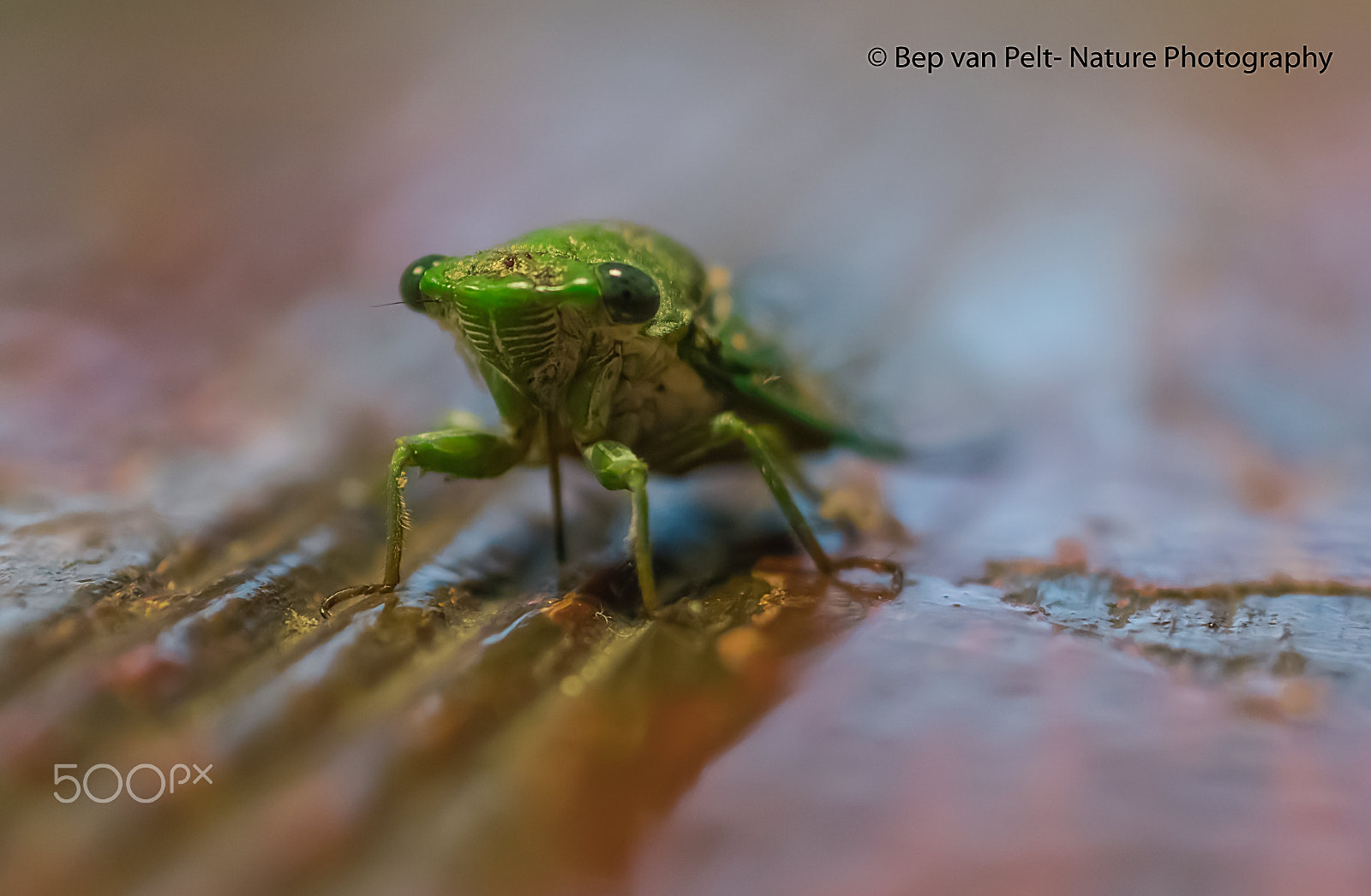 Nikon D500 + Sigma 50mm F2.8 EX DG Macro sample photo. Green cicade in frontal view photography