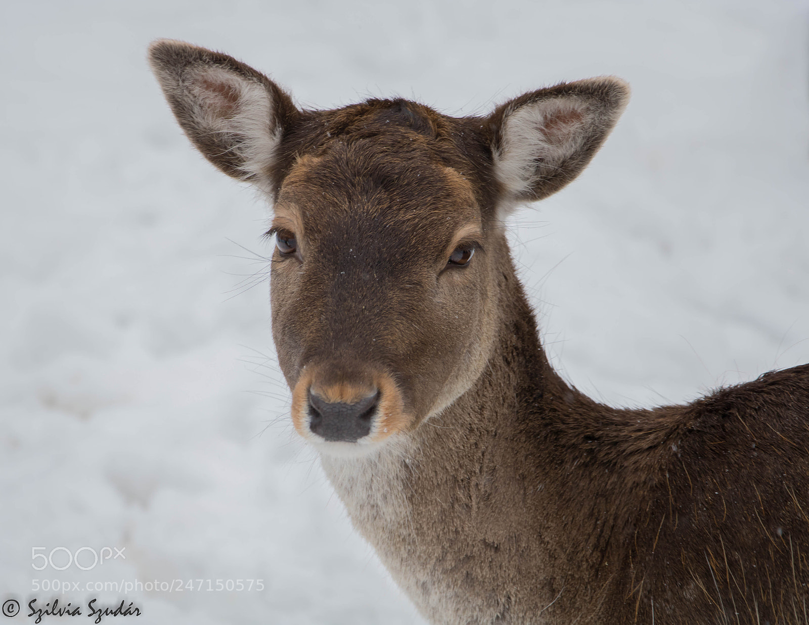 Canon EOS 750D (EOS Rebel T6i / EOS Kiss X8i) sample photo. Deer photography