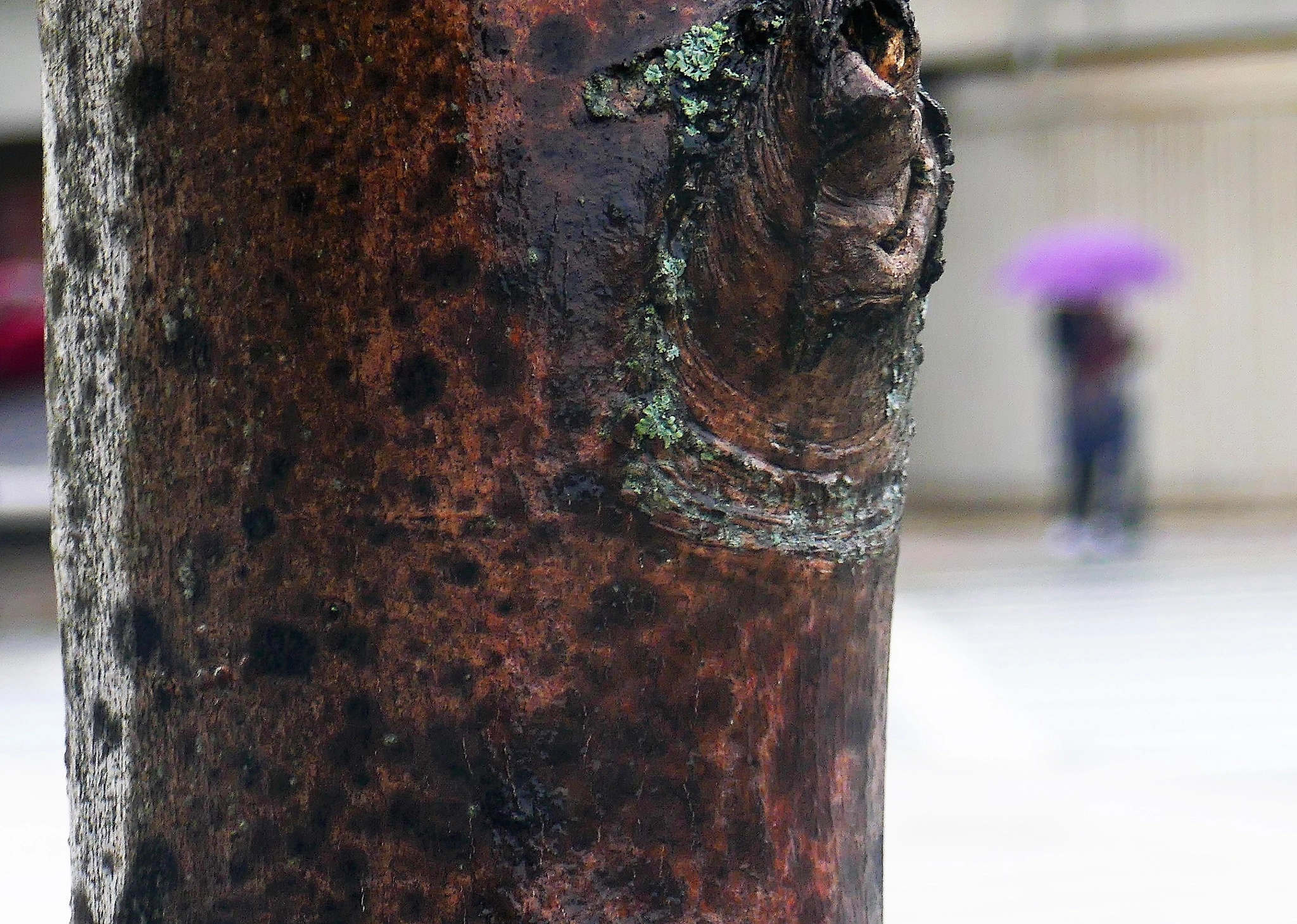 Panasonic Lumix DMC-ZS100 (Lumix DMC-TZ100) sample photo. Rainy day at charlestown navy yard photography