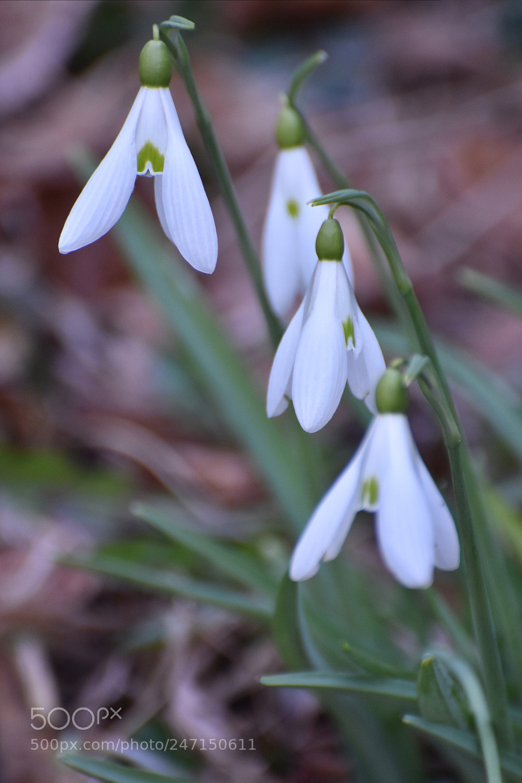 Nikon D7200 sample photo. Pristine snowdrops photography