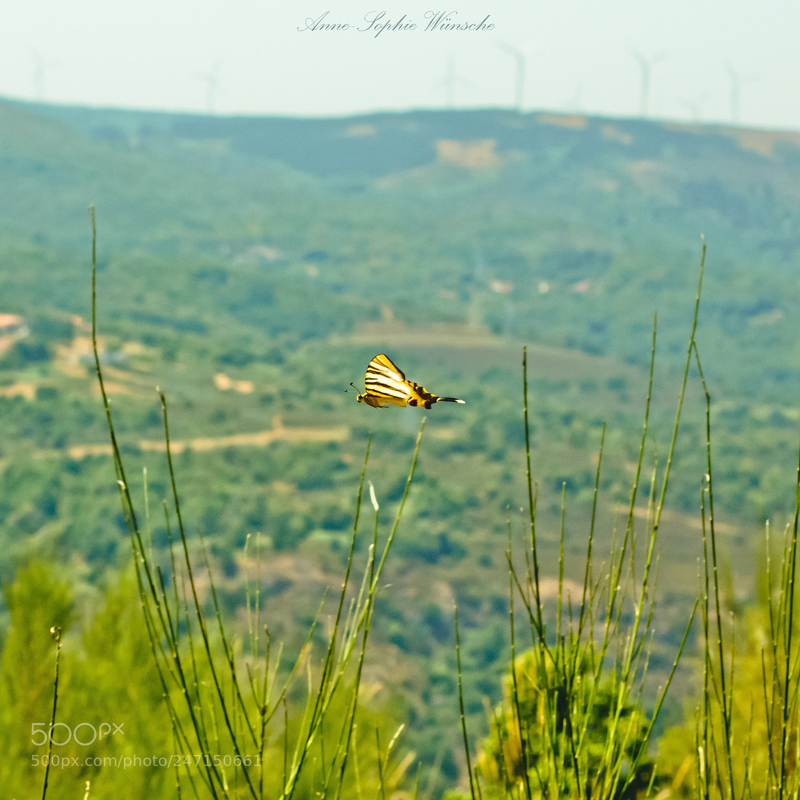 Canon EOS 700D (EOS Rebel T5i / EOS Kiss X7i) sample photo. Bolboretiña photography