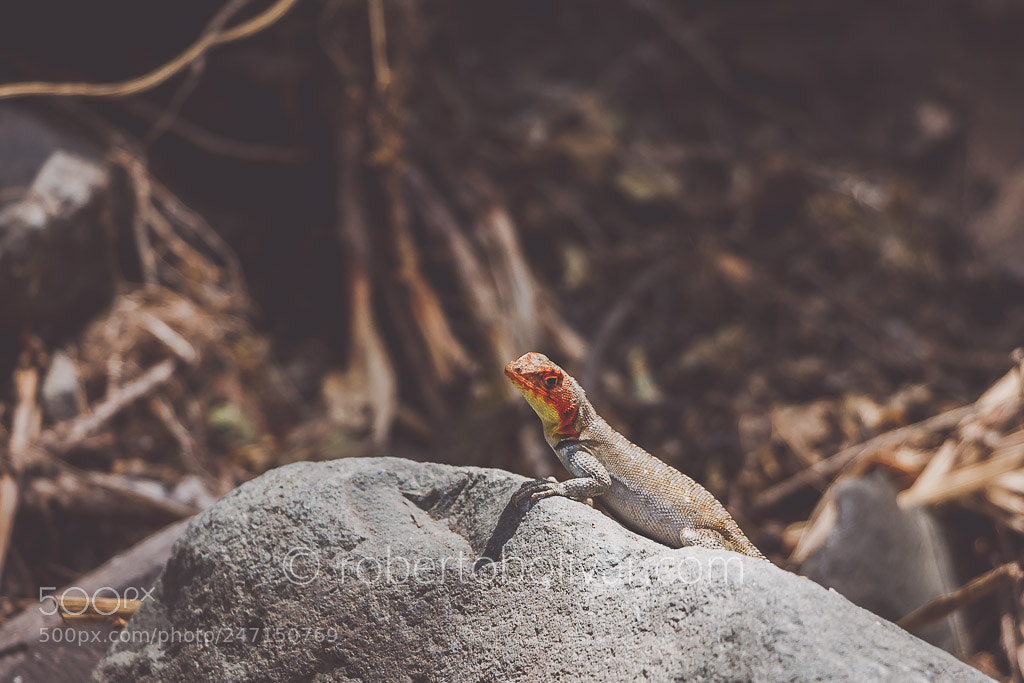 Canon EOS 1100D (EOS Rebel T3 / EOS Kiss X50) sample photo. Lizard photography