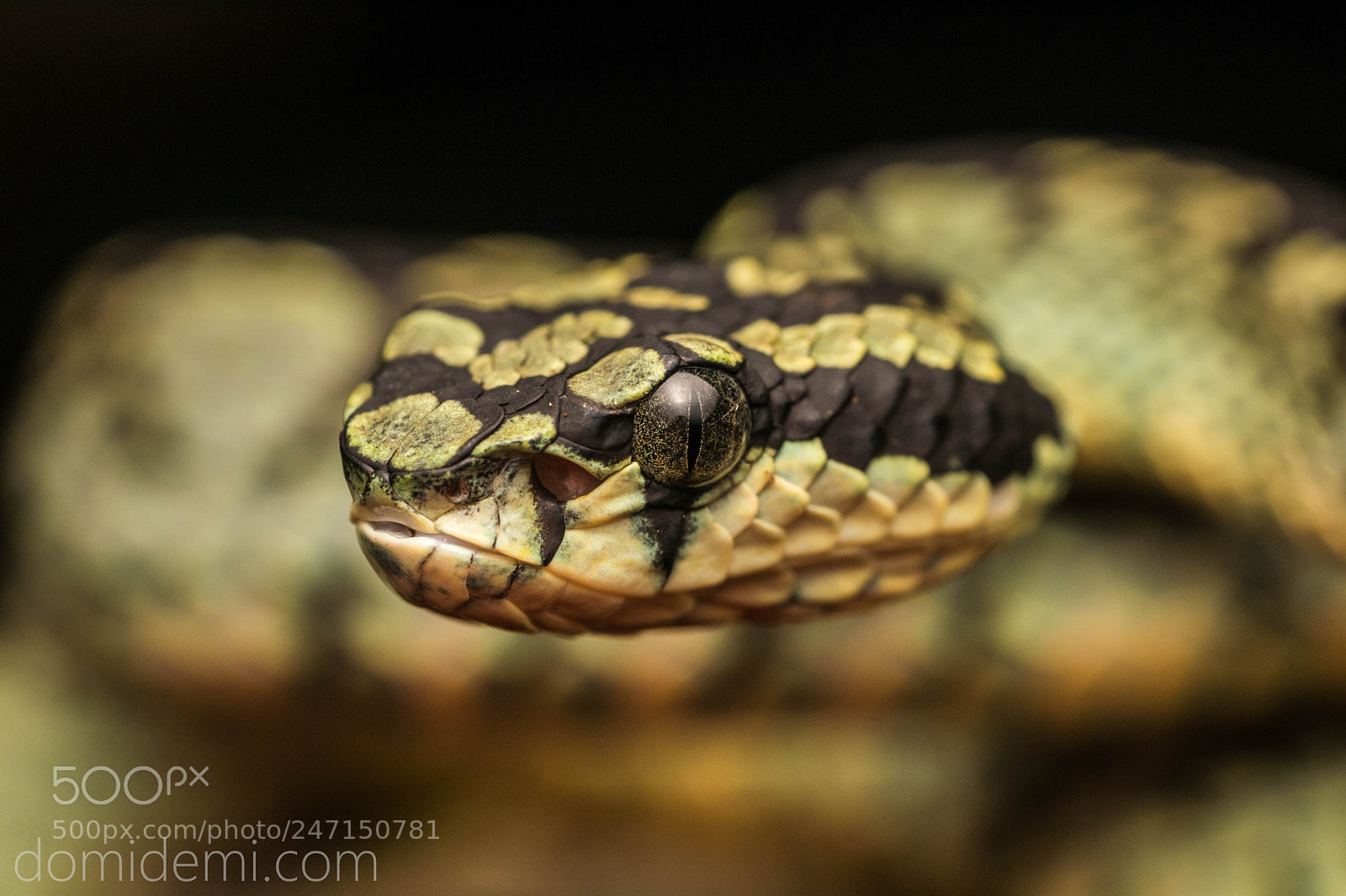 Canon EOS 80D sample photo. Green pit viper photography