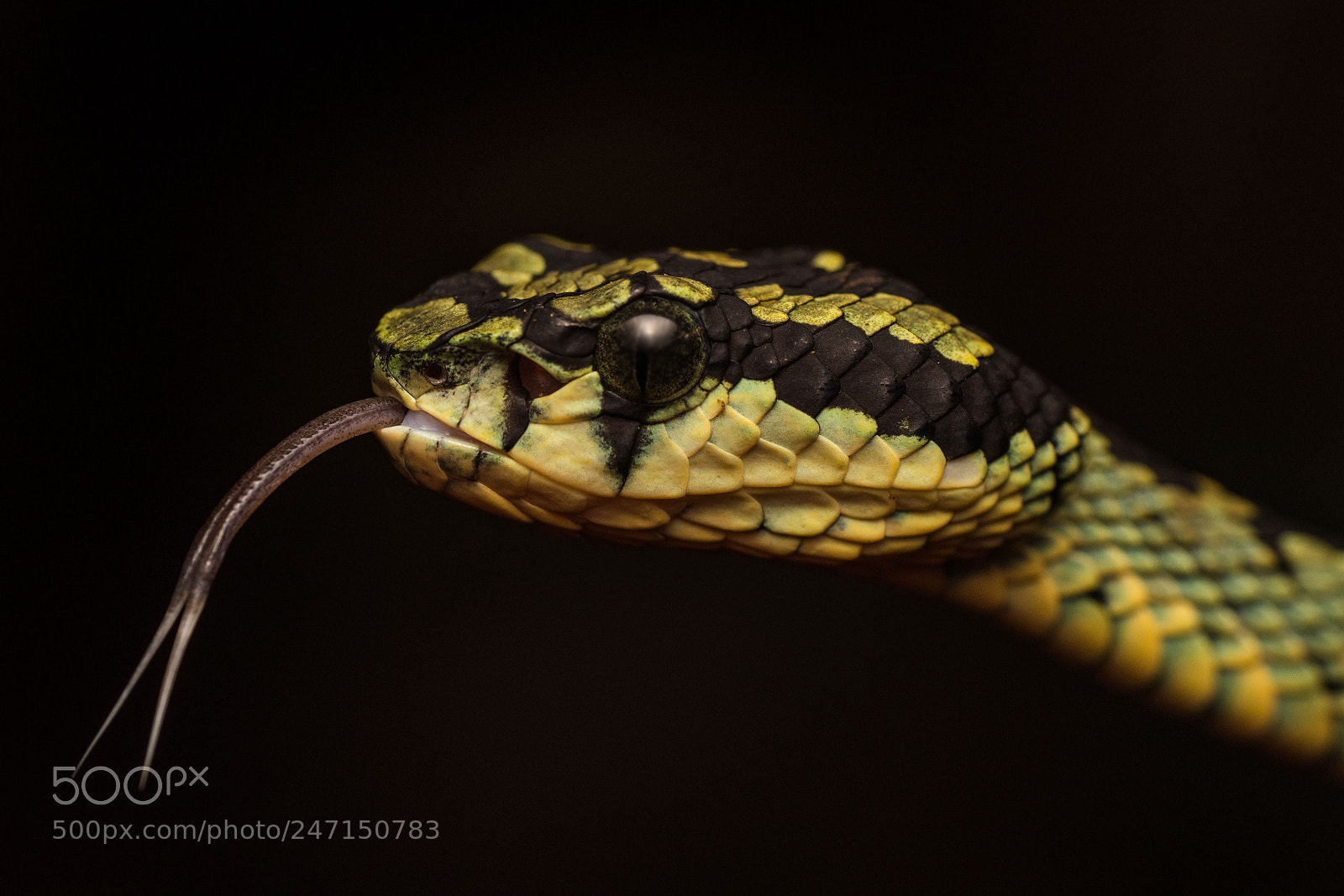 Canon EOS 80D sample photo. Green pit viper photography