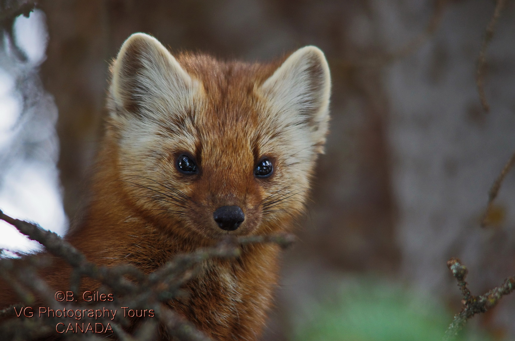 Pentax K-5 IIs + Sigma 150-500mm F5-6.3 DG OS HSM sample photo. What's that !!!! photography