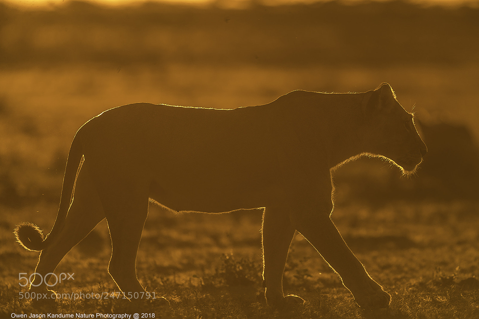Canon EOS-1D X Mark II sample photo. Lioness photography