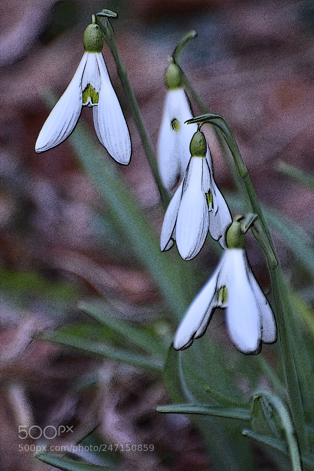 Nikon D7200 sample photo. Pristine snowdrops - posterized photography
